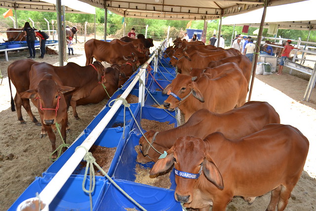 80 animais da raça Sindi estão sendo expostos na Festa do Bode