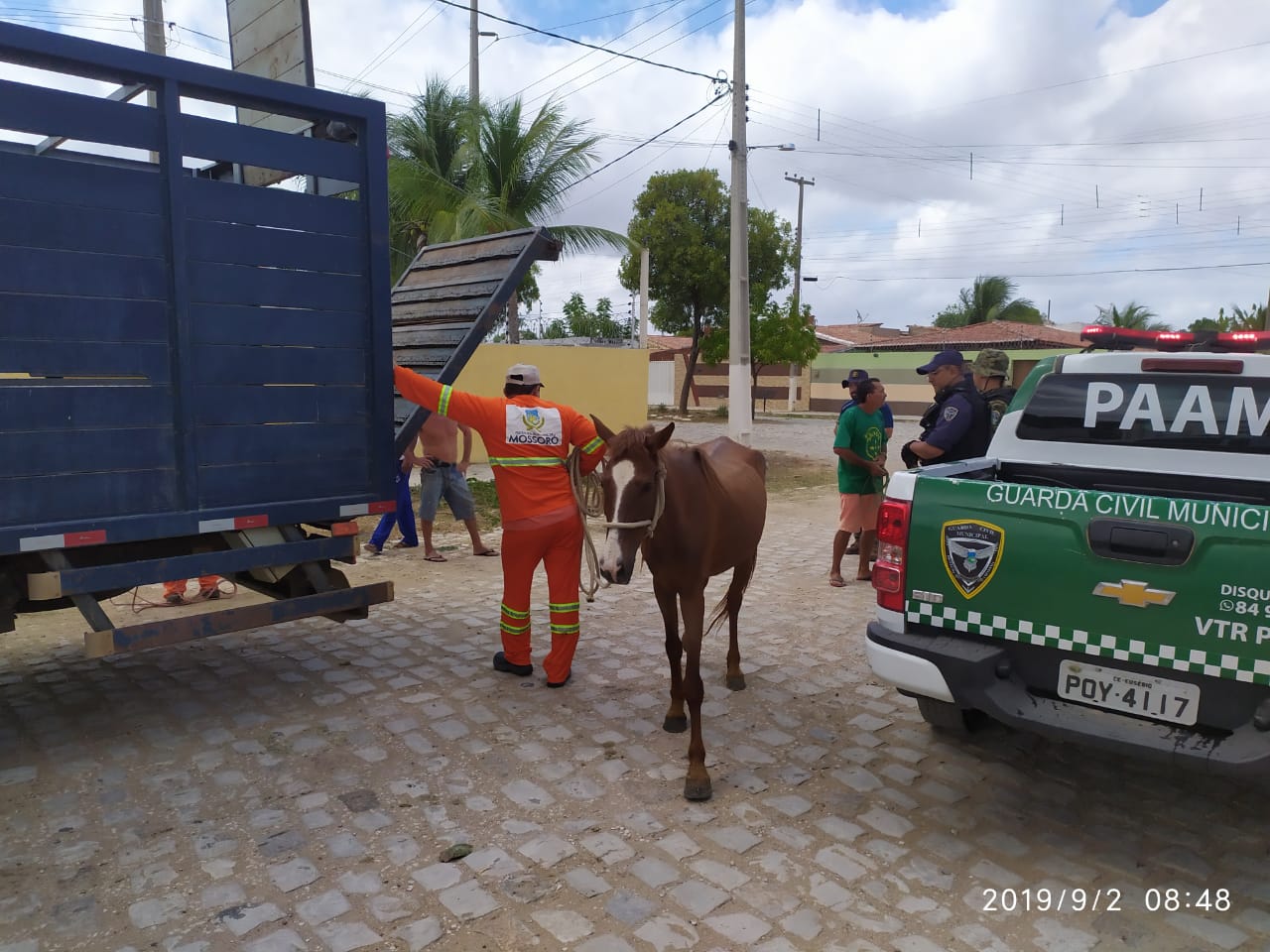 Serviço de recolhimento retirou das ruas 185 animais em 2019