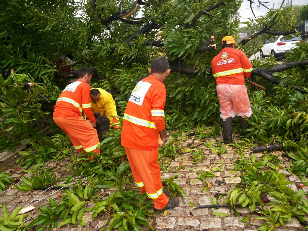 Prefeitura recolhe árvores e desentope bocas de lobo após chuvas