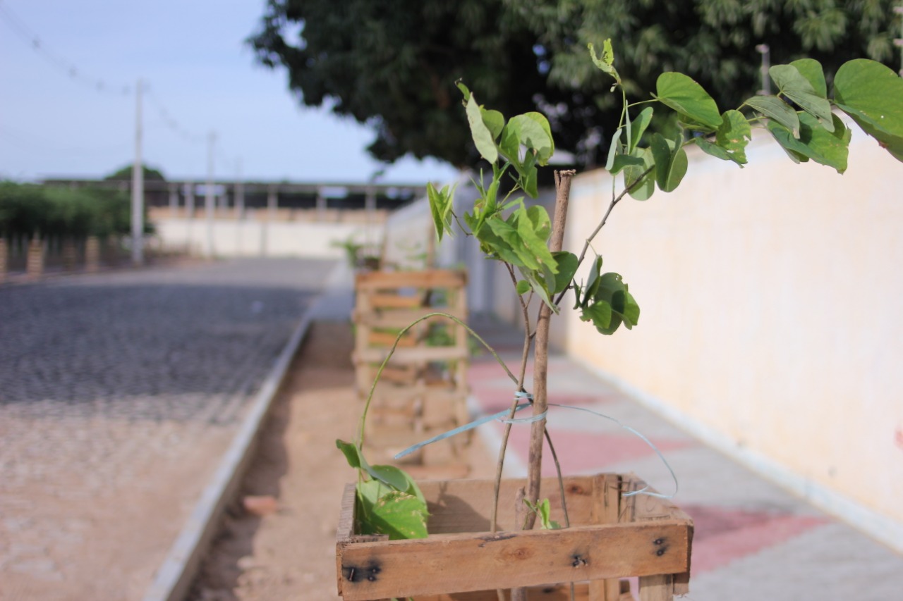 Prefeitura de Mossoró inicia plantio de 10 mil mudas de árvores em bairros na cidade